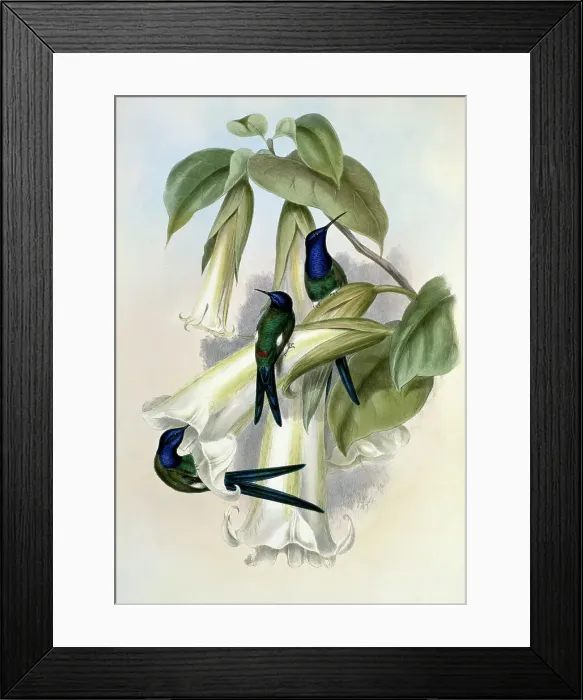 Framed Print : Swallow-Tail by Gould Framed Print : Swallow-Tail by Gould