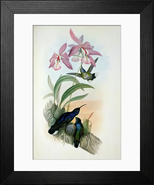 Framed Print : De Lattre's Sabre-Wing by Gould