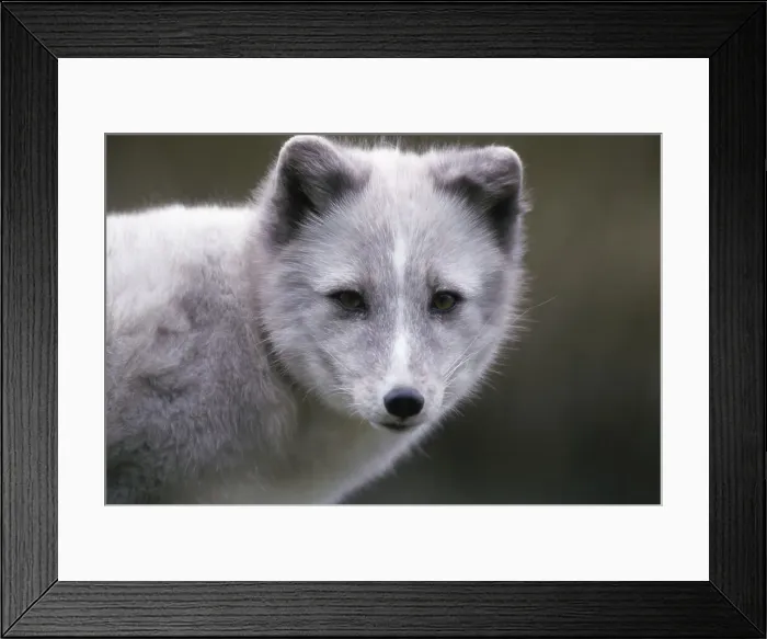 Framed Print : Arctic Fox Framed Print : Arctic Fox