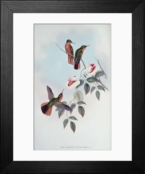 Framed Print : Rufous-Breasted Sabre-Wing by Gould