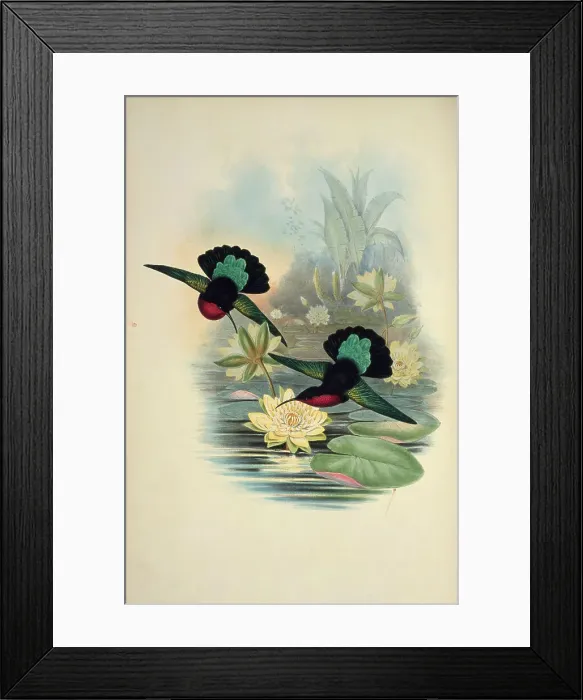 Framed Print : Purple-Breasted Carib by Gould