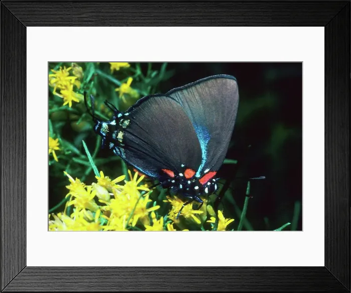 Framed Print : Great purple hairstreak (Atlides halesus) Framed Print : Great purple hairstreak (Atlides halesus)