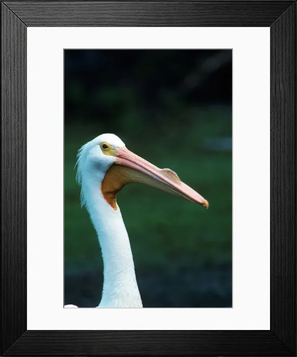 Framed Print : American white pelican (Pelecanus erythrorhynchos) breeding male Framed Print : American white pelican (Pelecanus erythrorhynchos) breeding male
