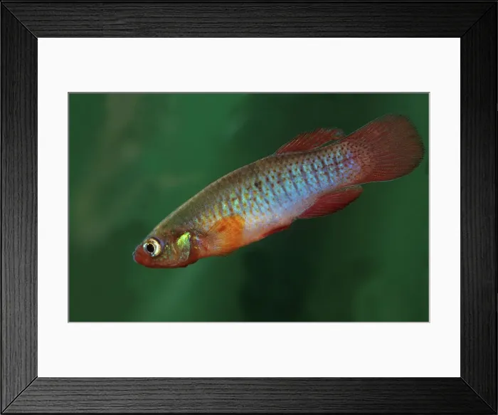 Framed Print : Fundulus cingulatus ruberfrons lays its eggs at the high level mark of ehemeral pond Framed Print : Fundulus cingulatus ruberfrons lays its eggs at the high level mark of ehemeral pond