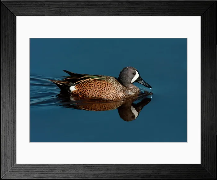 Framed Print : Blue-winged Teal (Anas discors) Framed Print : Blue-winged Teal (Anas discors)