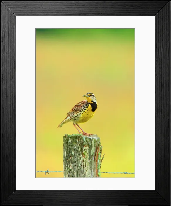 Framed Print : Eastern Meadowlark (Sturnella magna) perching on a wooden post Framed Print : Eastern Meadowlark (Sturnella magna) perching on a wooden post