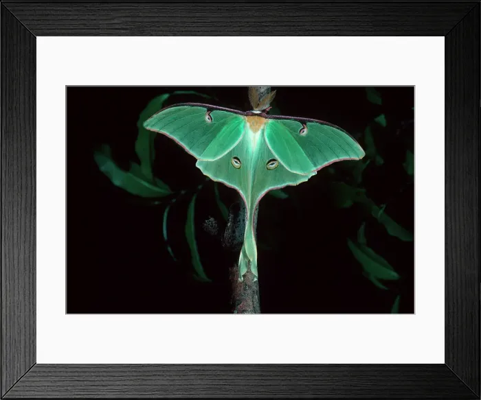 Framed Print : Close-up of Luna moth (Actias luna) Framed Print : Close-up of Luna moth (Actias luna)