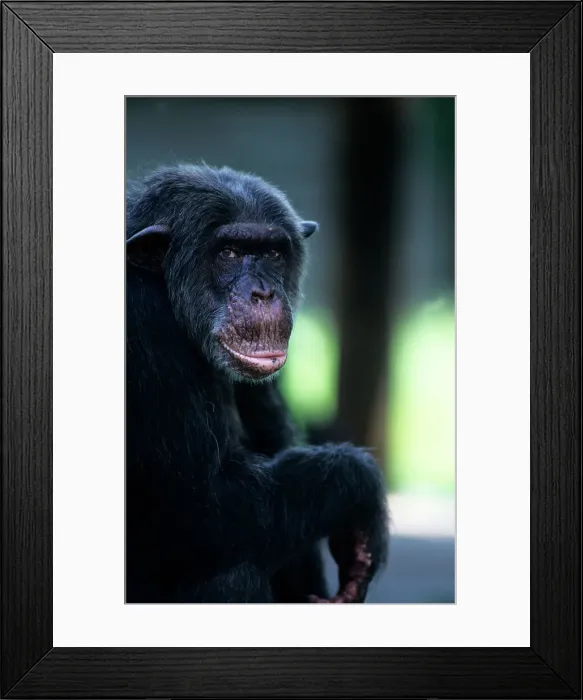 Framed Print : Close-up of chimpanzee (Pan troglodytes) Framed Print : Close-up of chimpanzee (Pan troglodytes)