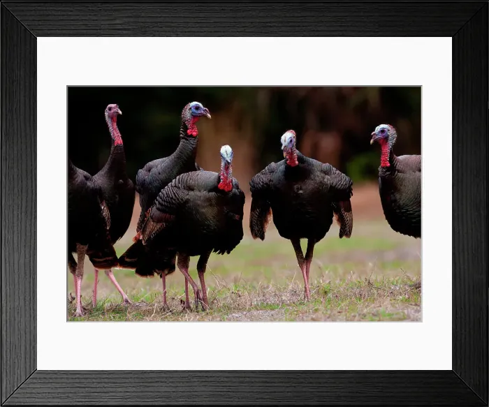 Framed Print : Florida Wild turkeys (Meleagris gallopavo osceola) in a field Framed Print : Florida Wild turkeys (Meleagris gallopavo osceola) in a field