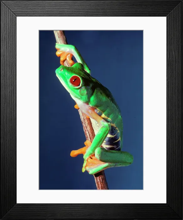 Framed Print : Close-up of Red-Eyed Tree frog (Agalychnis callidryas) Framed Print : Close-up of Red-Eyed Tree frog (Agalychnis callidryas)