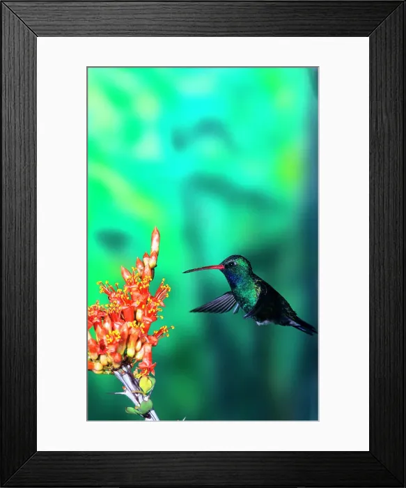 Framed Print : Broad-Billed hummingbird(Cynanthus latirostris) feeding on flowers Framed Print : Broad-Billed hummingbird(Cynanthus latirostris) feeding on flowers