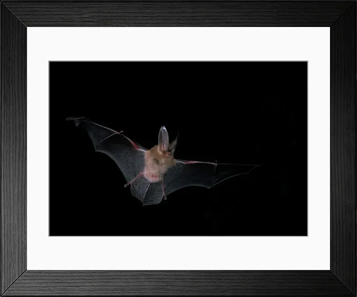 Framed Print : Townsend's Big-eared Bat (Corynorhinus townsendii) Framed Print : Townsend's Big-eared Bat (Corynorhinus townsendii)