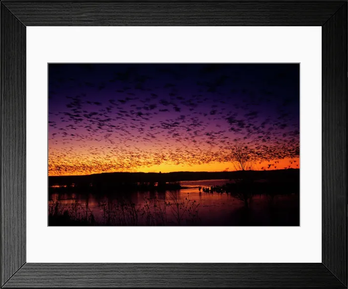 Framed Print : Flock of Snow geese (Chen caerulescens) flying over a pond at sunset Framed Print : Flock of Snow geese (Chen caerulescens) flying over a pond at sunset