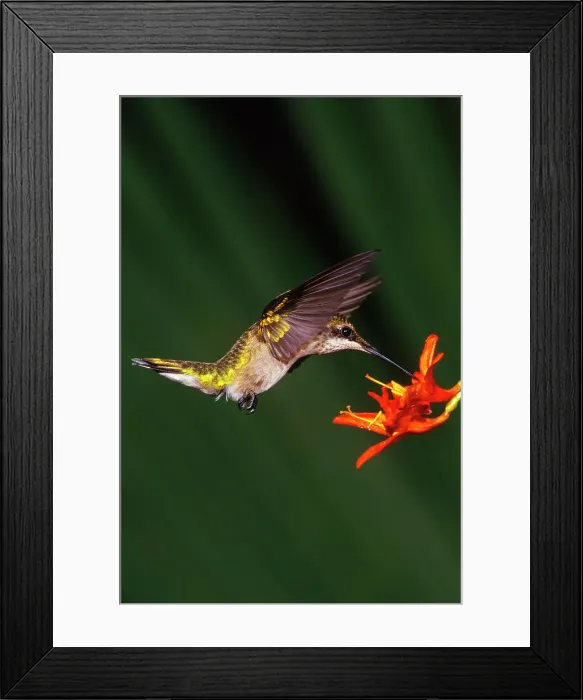 Framed Print : Female Ruby-Throated Hummingbird (Archilochus colubris) feeding on flower nectar