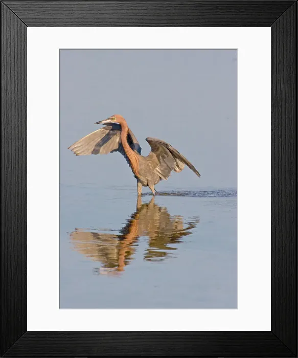 Framed Print : Reflection of Reddish egret (Egretta rufescens) in water Framed Print : Reflection of Reddish egret (Egretta rufescens) in water