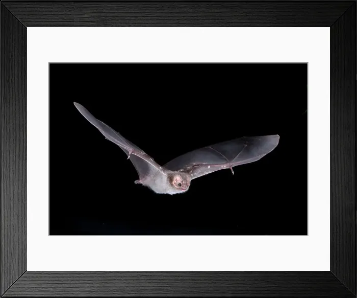 Framed Print : Mexico, Hairy-legged Vampire Bat (Diphylla ecaudata) Framed Print : Mexico, Hairy-legged Vampire Bat (Diphylla ecaudata)