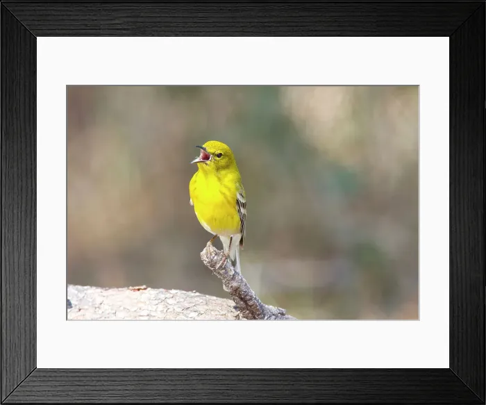 Framed Print : Yellow-Breasted chat (Icteria virens) calling Framed Print : Yellow-Breasted chat (Icteria virens) calling