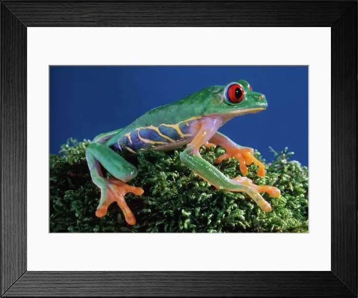 Framed Print : Central America, Red-eyed Tree Frog (Agalychinis calidryas) Framed Print : Central America, Red-eyed Tree Frog (Agalychinis calidryas)