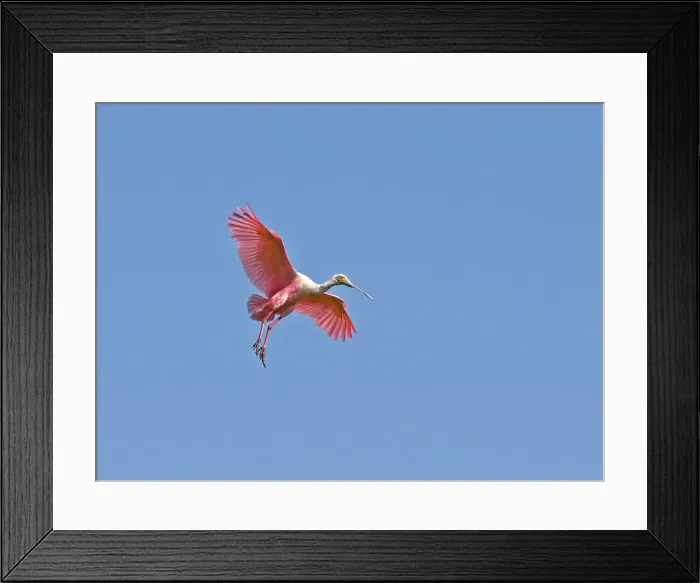 Framed Print : Roseate spoonbill (Ajaia ajaja) flying in the sky Framed Print : Roseate spoonbill (Ajaia ajaja) flying in the sky