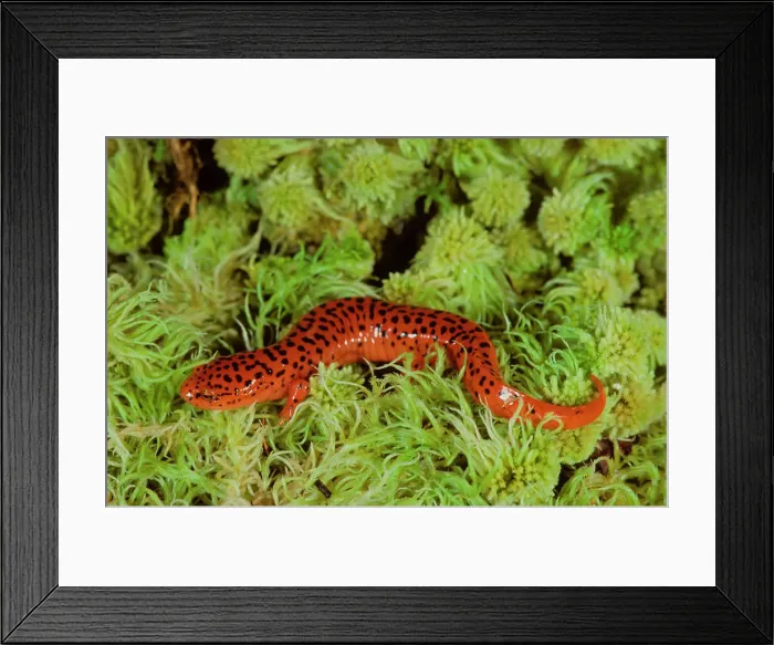 Framed Print : USA, North Carolina, Northern Red Salamander (Pseudotriton ruber ruber) Framed Print : USA, North Carolina, Northern Red Salamander (Pseudotriton ruber ruber)