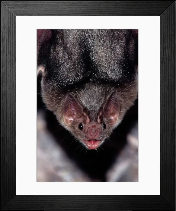 Framed Print : Mexico, Sonora, Common Vampire Bat (Desmodus rotundus) Framed Print : Mexico, Sonora, Common Vampire Bat (Desmodus rotundus)