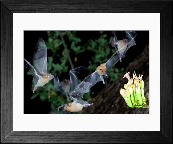 Framed Print : Lesser Long-Nosed bats (Leptonycteris curasoae) flying at night Framed Print : Lesser Long-Nosed bats (Leptonycteris curasoae) flying at night