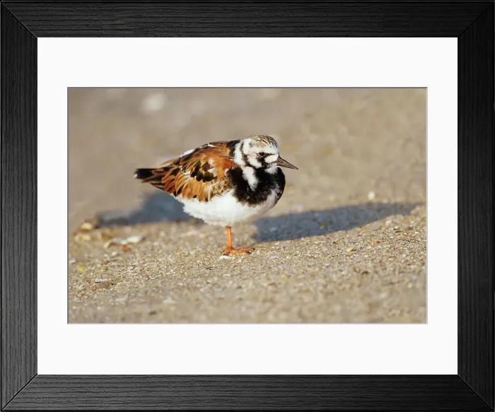 Framed Print : USA, North Florida, Ruddy Turnstone (Arenaria interpres) Framed Print : USA, North Florida, Ruddy Turnstone (Arenaria interpres)