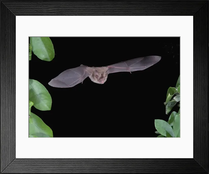 Framed Print : Little Big-Eared bat ( Micronycteris megalotis) flying at night Framed Print : Little Big-Eared bat ( Micronycteris megalotis) flying at night