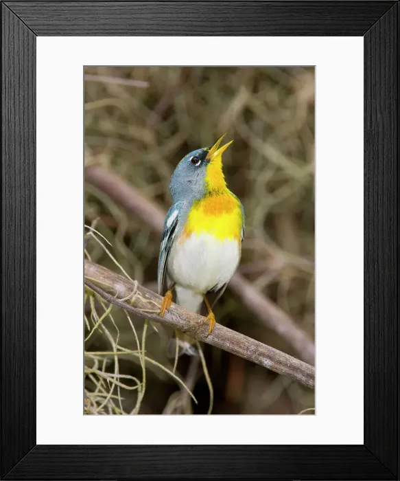 Framed Print : Northern parula (Parula americana) perching on a branch Framed Print : Northern parula (Parula americana) perching on a branch