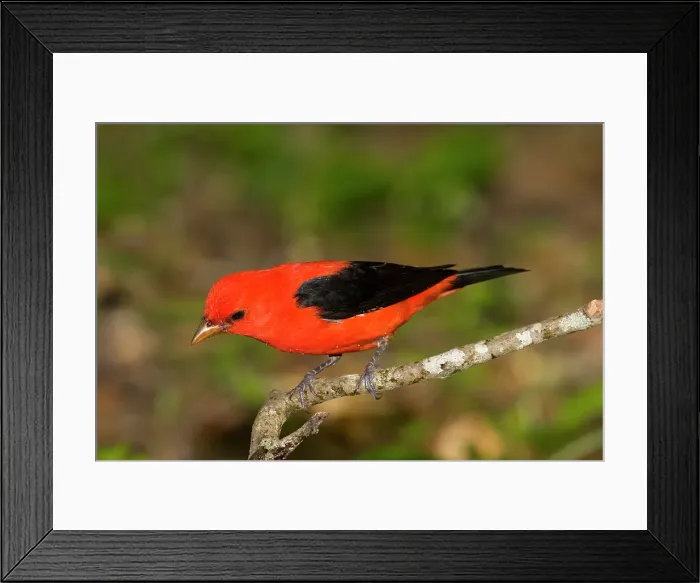 Framed Print : Scarlet tanager (Piranga olivacea) perching on a branch