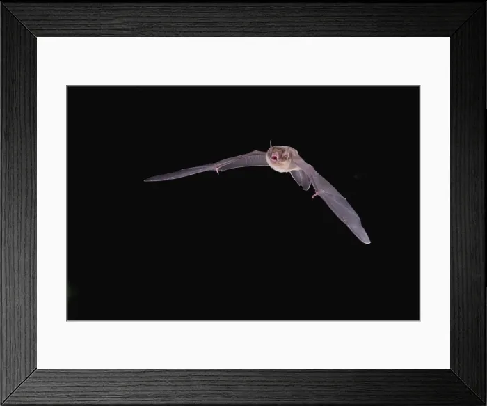 Framed Print : Davy's Naked-backed bat (Pteronotus davyi) flying at night Framed Print : Davy's Naked-backed bat (Pteronotus davyi) flying at night