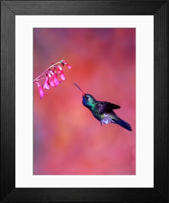 Framed Print : Close-up of a Broad-Billed hummingbird (Cynanthus latirostris) feeding on nectar Framed Print : Close-up of a Broad-Billed hummingbird (Cynanthus latirostris) feeding on nectar