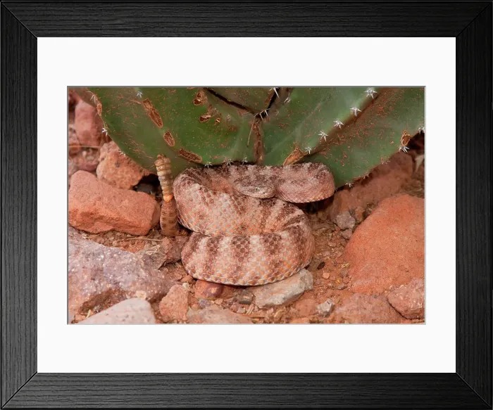 Framed Print : USA, Arizona, Tiger Rattlesnake (Crotalus tigris) Framed Print : USA, Arizona, Tiger Rattlesnake (Crotalus tigris)