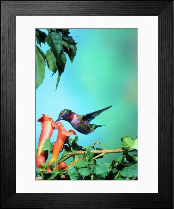 Framed Print : Ruby-throated Hummingbird (Archilochus colubris) male feeding on flower Framed Print : Ruby-throated Hummingbird (Archilochus colubris) male feeding on flower