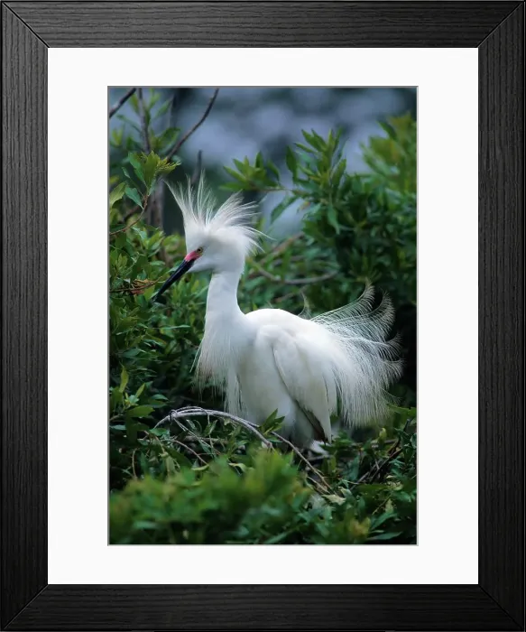 Framed Print : Close-up of a Snowy Egret (Egretta Thula) Framed Print : Close-up of a Snowy Egret (Egretta Thula)