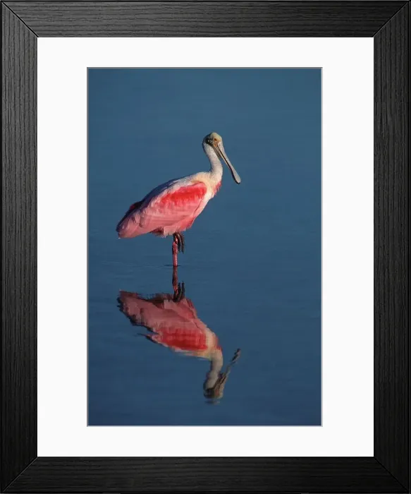 Framed Print : USA, Florida, Roseate Spoonbill (Ajaia ajaja)