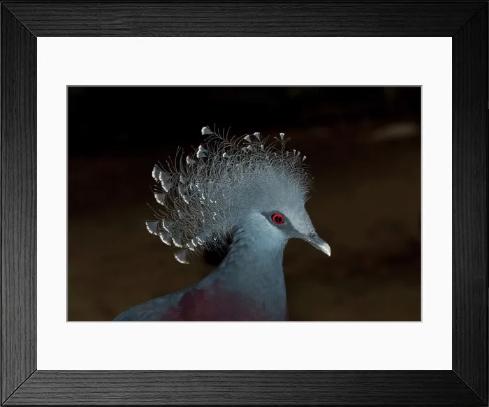 Framed Print : USA, North Carolina, Victoria Crowned Pigeon (Goura victoria)