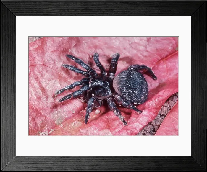 Framed Print : USA, Florida, Trap Door Spider (Cyclocosmia truncata) Framed Print : USA, Florida, Trap Door Spider (Cyclocosmia truncata)