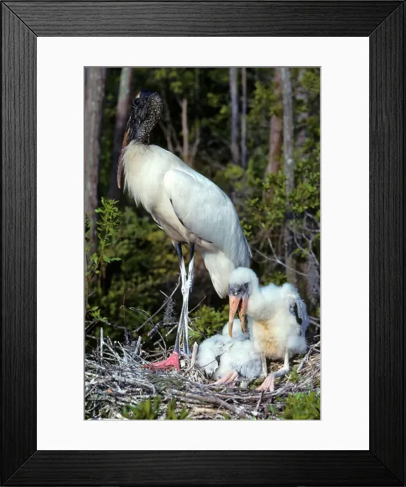 Framed Print : USA, Florida, Wood Stork (Mycteria americana) Female on nest Framed Print : USA, Florida, Wood Stork (Mycteria americana) Female on nest