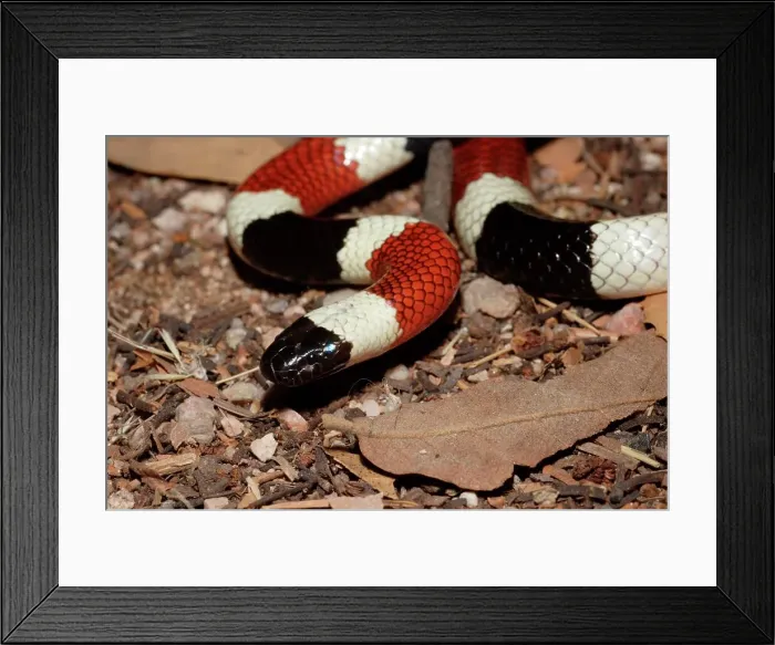 Framed Print : USA, Arizona, Western Coral Snake (Micruroides euryxanthus) Framed Print : USA, Arizona, Western Coral Snake (Micruroides euryxanthus)