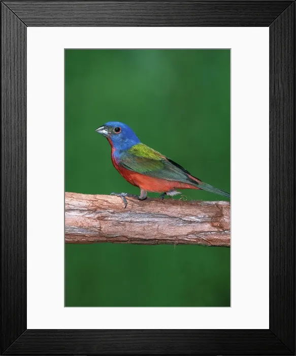 Framed Print : USA, Florida, Talbot island State Park Framed Print : USA, Florida, Talbot island State Park
