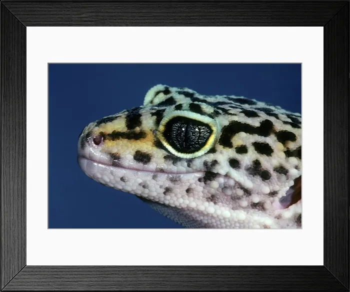 Framed Print : Close-up of a Leopard Gecko (Eublepharis macularius) Framed Print : Close-up of a Leopard Gecko (Eublepharis macularius)