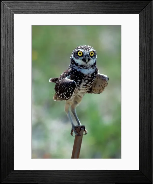 Framed Print : Burrowing owl (Speotyto cunicularia), Florida, USA Framed Print : Burrowing owl (Speotyto cunicularia), Florida, USA