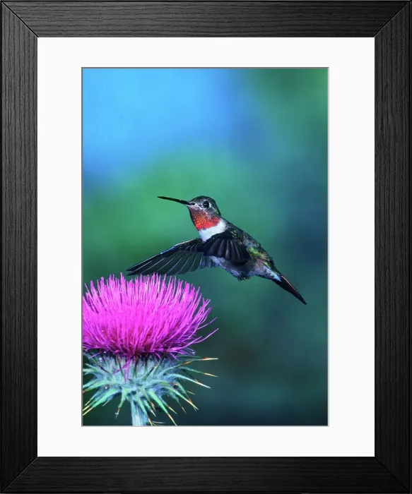 Framed Print : Broad-tailed hummingbird (Selasphorus platycercus) male feeding on Thistle Framed Print : Broad-tailed hummingbird (Selasphorus platycercus) male feeding on Thistle