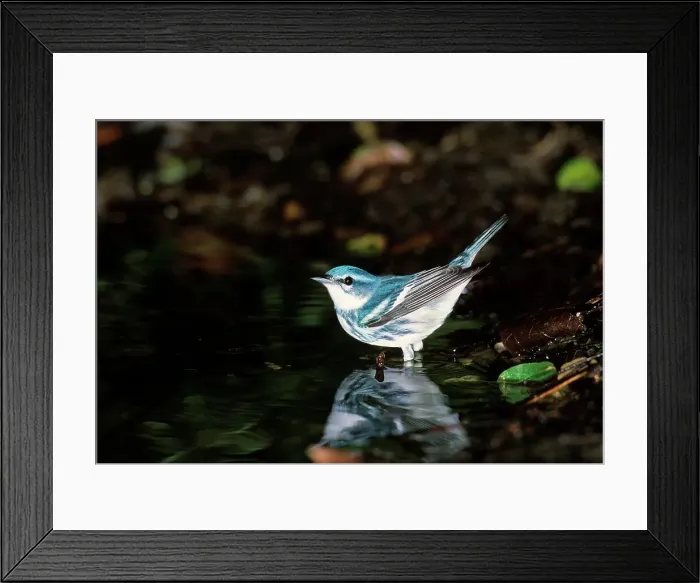 Framed Print : Close-up of a male Cerulean warbler (Dendroica cerulea) Framed Print : Close-up of a male Cerulean warbler (Dendroica cerulea)