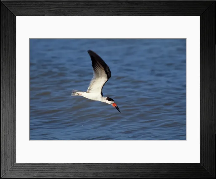 Framed Print : Black Skimmer (Rynchops niger) skims water to catch fish Framed Print : Black Skimmer (Rynchops niger) skims water to catch fish