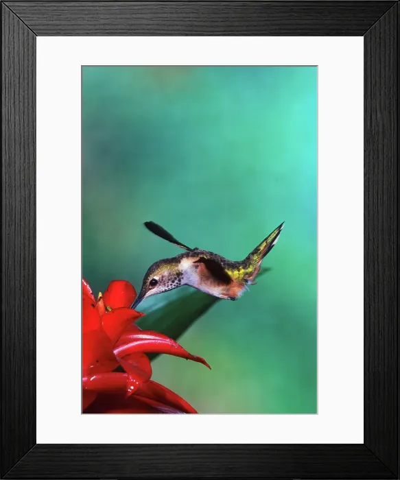 Framed Print : Rufous hummingbird (Selasphorus rufus) feeding on flower Framed Print : Rufous hummingbird (Selasphorus rufus) feeding on flower