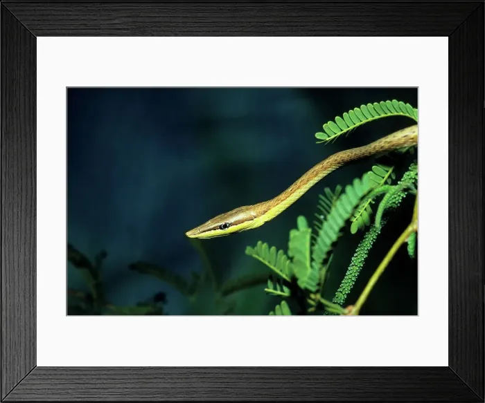Framed Print : Close-up of a Brown Vine Snake(Oxybelus aeneus) on a plant Framed Print : Close-up of a Brown Vine Snake(Oxybelus aeneus) on a plant