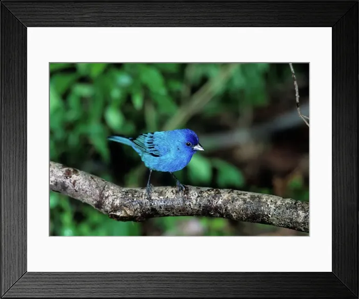 Framed Print : Indigo Bunting (Passerina cyanea) Framed Print : Indigo Bunting (Passerina cyanea)