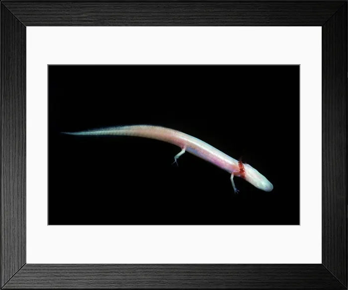 Framed Print : Georgia blind salamander (Haideotriton wallacei) Framed Print : Georgia blind salamander (Haideotriton wallacei)
